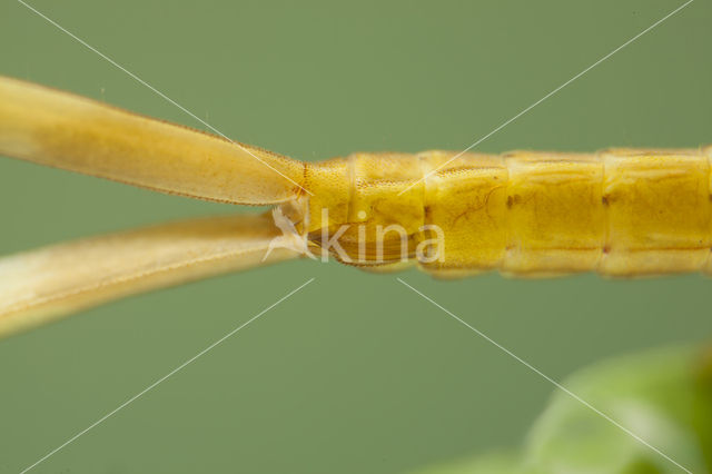 Koperen beekjuffer (Calopteryx haemorrhoidalis)