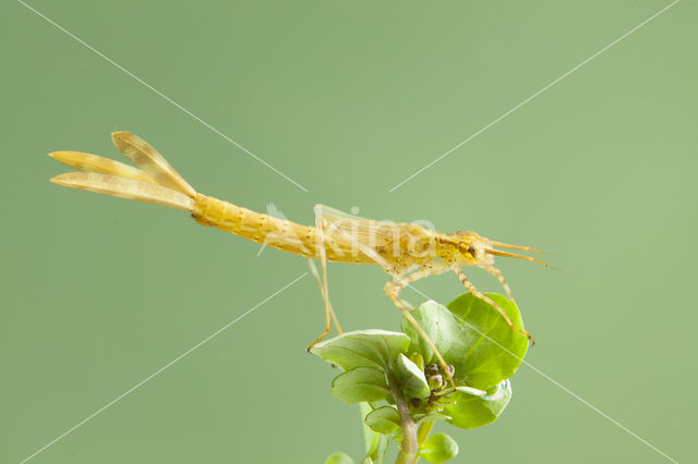 Mediterranean Demoiselle (Calopteryx haemorrhoidalis)