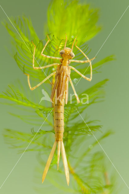 Mediterranean Demoiselle (Calopteryx haemorrhoidalis)