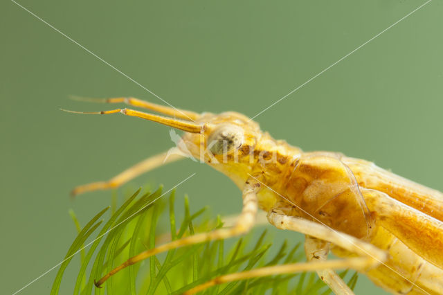 Koperen beekjuffer (Calopteryx haemorrhoidalis)