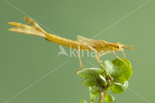 Koperen beekjuffer (Calopteryx haemorrhoidalis)