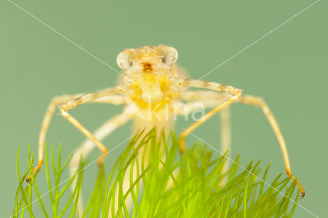 Koperen beekjuffer (Calopteryx haemorrhoidalis)