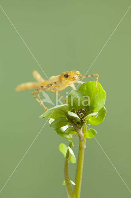 Koperen beekjuffer (Calopteryx haemorrhoidalis)