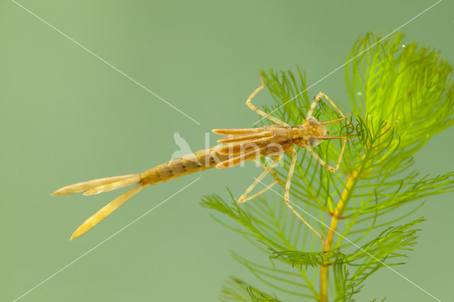 Koperen beekjuffer (Calopteryx haemorrhoidalis)