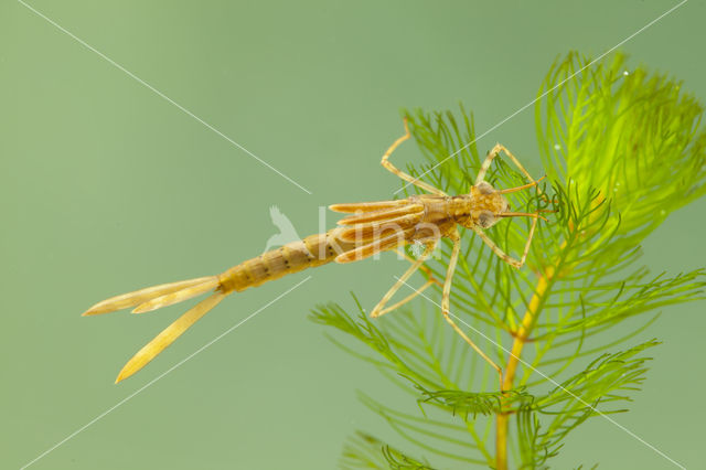 Koperen beekjuffer (Calopteryx haemorrhoidalis)