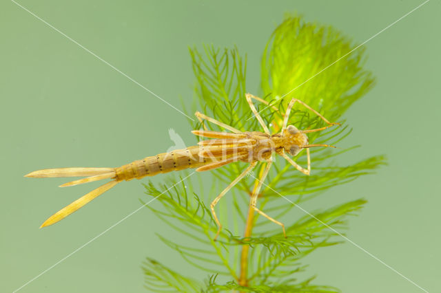 Koperen beekjuffer (Calopteryx haemorrhoidalis)