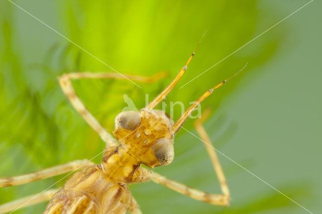 Mediterranean Demoiselle (Calopteryx haemorrhoidalis)
