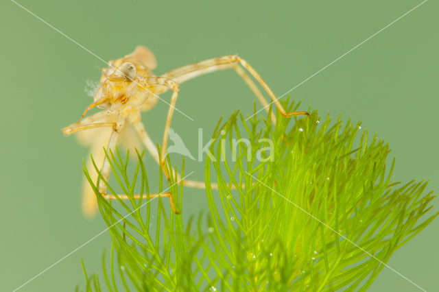 Koperen beekjuffer (Calopteryx haemorrhoidalis)