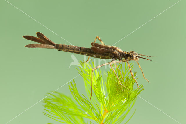 Mediterranean Demoiselle (Calopteryx haemorrhoidalis)