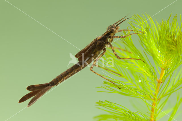 Koperen beekjuffer (Calopteryx haemorrhoidalis)