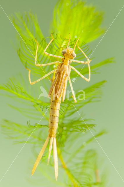 Koperen beekjuffer (Calopteryx haemorrhoidalis)