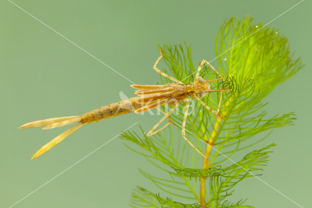 Mediterranean Demoiselle (Calopteryx haemorrhoidalis)