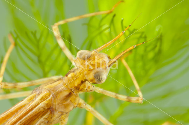 Koperen beekjuffer (Calopteryx haemorrhoidalis)