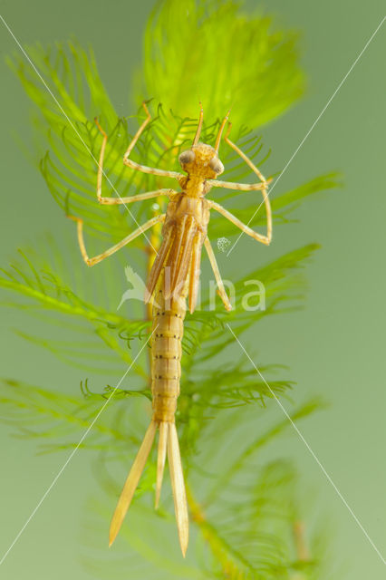 Koperen beekjuffer (Calopteryx haemorrhoidalis)