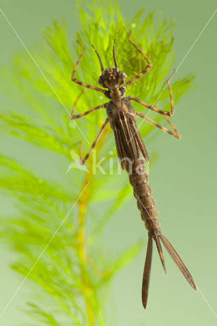 Koperen beekjuffer (Calopteryx haemorrhoidalis)