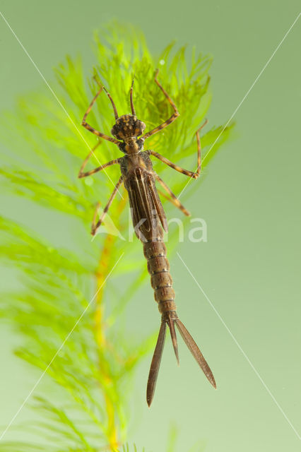 Koperen beekjuffer (Calopteryx haemorrhoidalis)