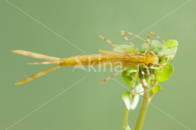 Koperen beekjuffer (Calopteryx haemorrhoidalis)