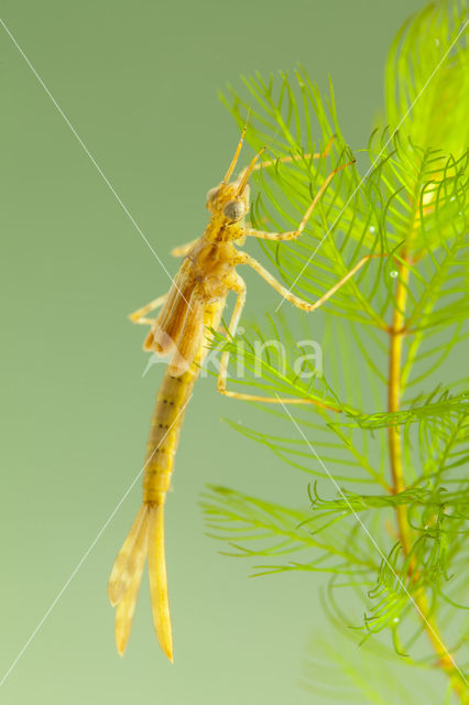 Koperen beekjuffer (Calopteryx haemorrhoidalis)