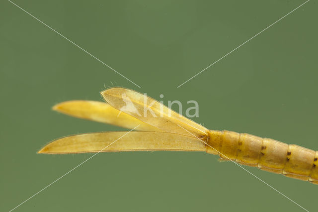 Mediterranean Demoiselle (Calopteryx haemorrhoidalis)