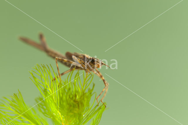 Mediterranean Demoiselle (Calopteryx haemorrhoidalis)