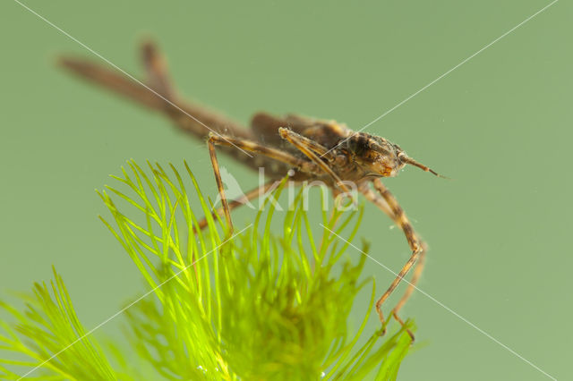 Koperen beekjuffer (Calopteryx haemorrhoidalis)