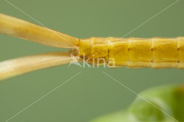Mediterranean Demoiselle (Calopteryx haemorrhoidalis)