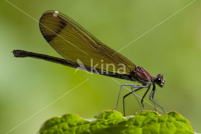 Koperen beekjuffer (Calopteryx haemorrhoidalis)