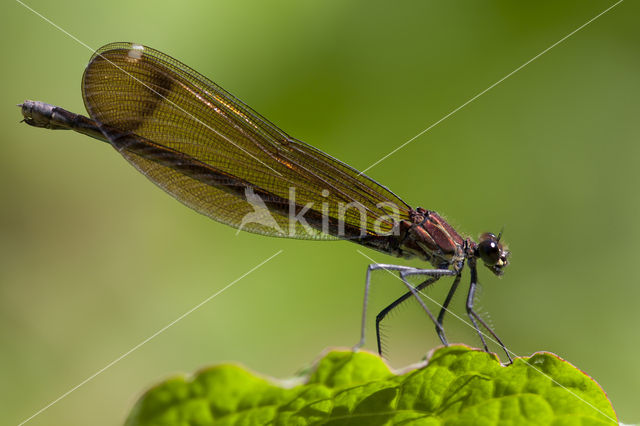 Koperen beekjuffer (Calopteryx haemorrhoidalis)