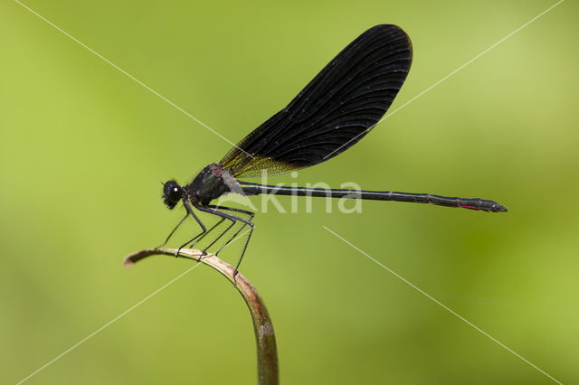 Koperen beekjuffer (Calopteryx haemorrhoidalis)