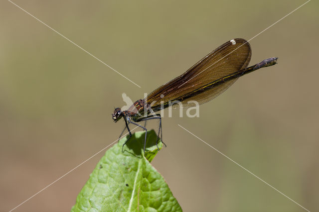 Koperen beekjuffer (Calopteryx haemorrhoidalis)