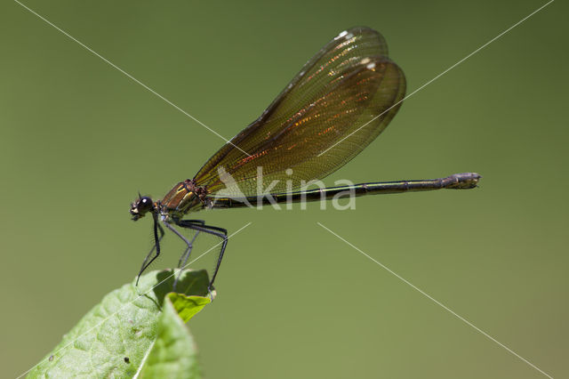 Koperen beekjuffer (Calopteryx haemorrhoidalis)