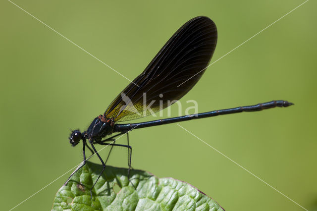 Koperen beekjuffer (Calopteryx haemorrhoidalis)