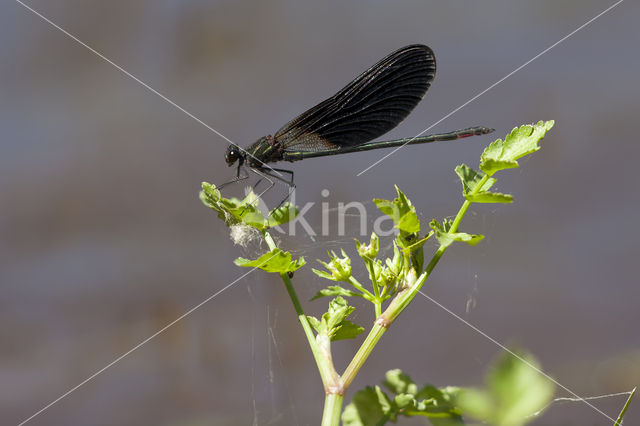 Koperen beekjuffer (Calopteryx haemorrhoidalis)