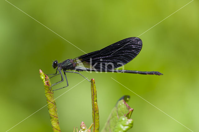 Koperen beekjuffer (Calopteryx haemorrhoidalis)