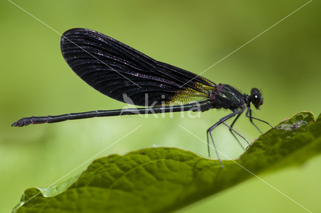 Koperen beekjuffer (Calopteryx haemorrhoidalis)