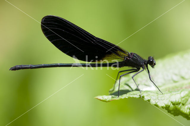 Koperen beekjuffer (Calopteryx haemorrhoidalis)