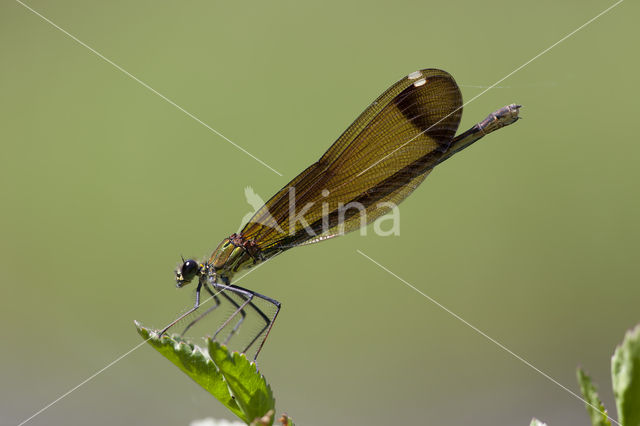 Koperen beekjuffer (Calopteryx haemorrhoidalis)