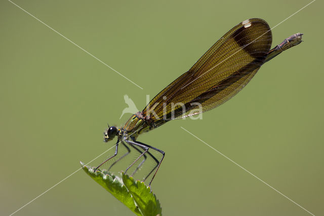 Koperen beekjuffer (Calopteryx haemorrhoidalis)