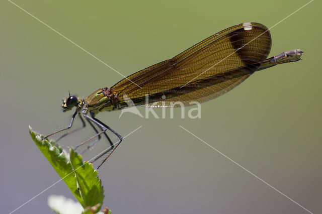 Koperen beekjuffer (Calopteryx haemorrhoidalis)