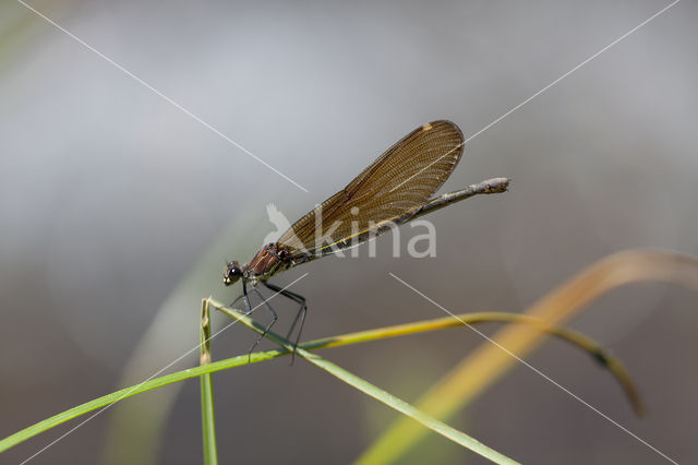 Koperen beekjuffer (Calopteryx haemorrhoidalis)