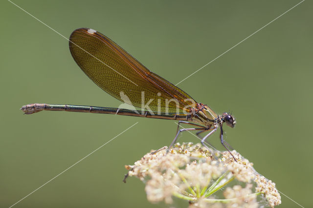 Koperen beekjuffer (Calopteryx haemorrhoidalis)