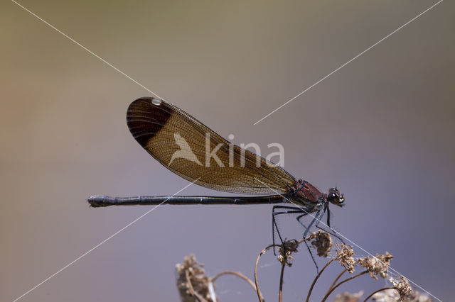 Koperen beekjuffer (Calopteryx haemorrhoidalis)