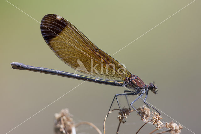 Koperen beekjuffer (Calopteryx haemorrhoidalis)