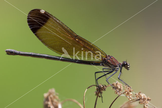 Koperen beekjuffer (Calopteryx haemorrhoidalis)