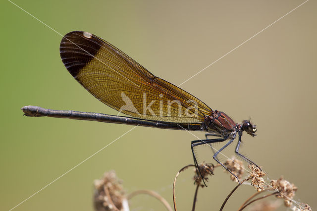 Koperen beekjuffer (Calopteryx haemorrhoidalis)