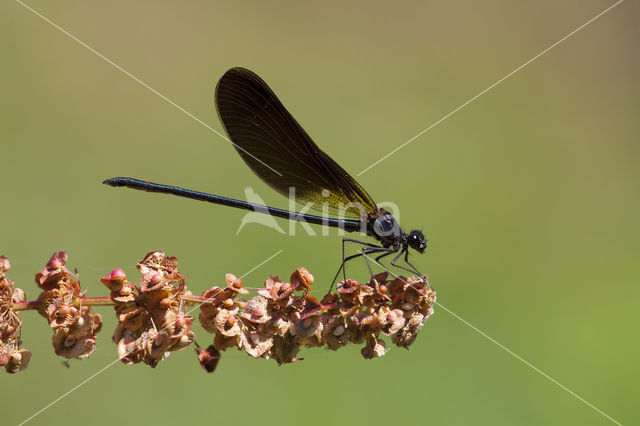 Koperen beekjuffer (Calopteryx haemorrhoidalis)