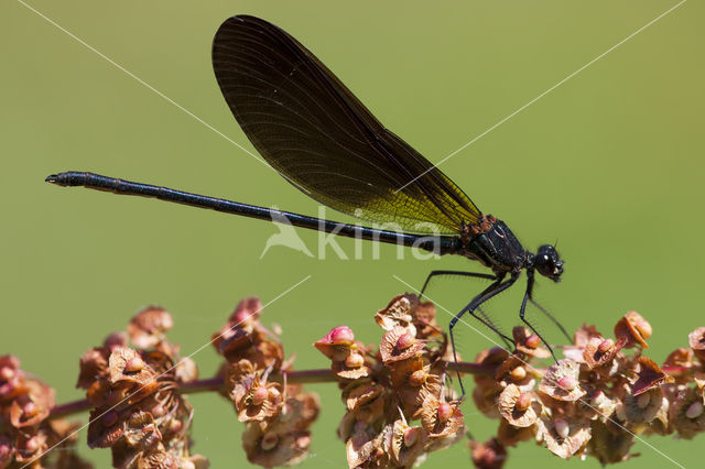 Koperen beekjuffer (Calopteryx haemorrhoidalis)