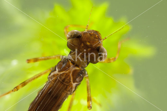 Small Red Damselfly (Ceriagrion tenellum)