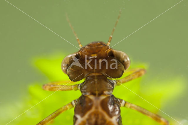 Koraaljuffer (Ceriagrion tenellum)