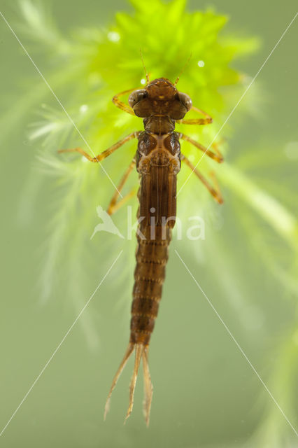 Small Red Damselfly (Ceriagrion tenellum)